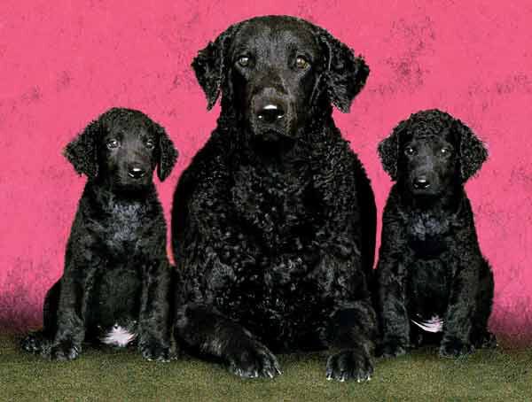 Курчавошерстный ретривер