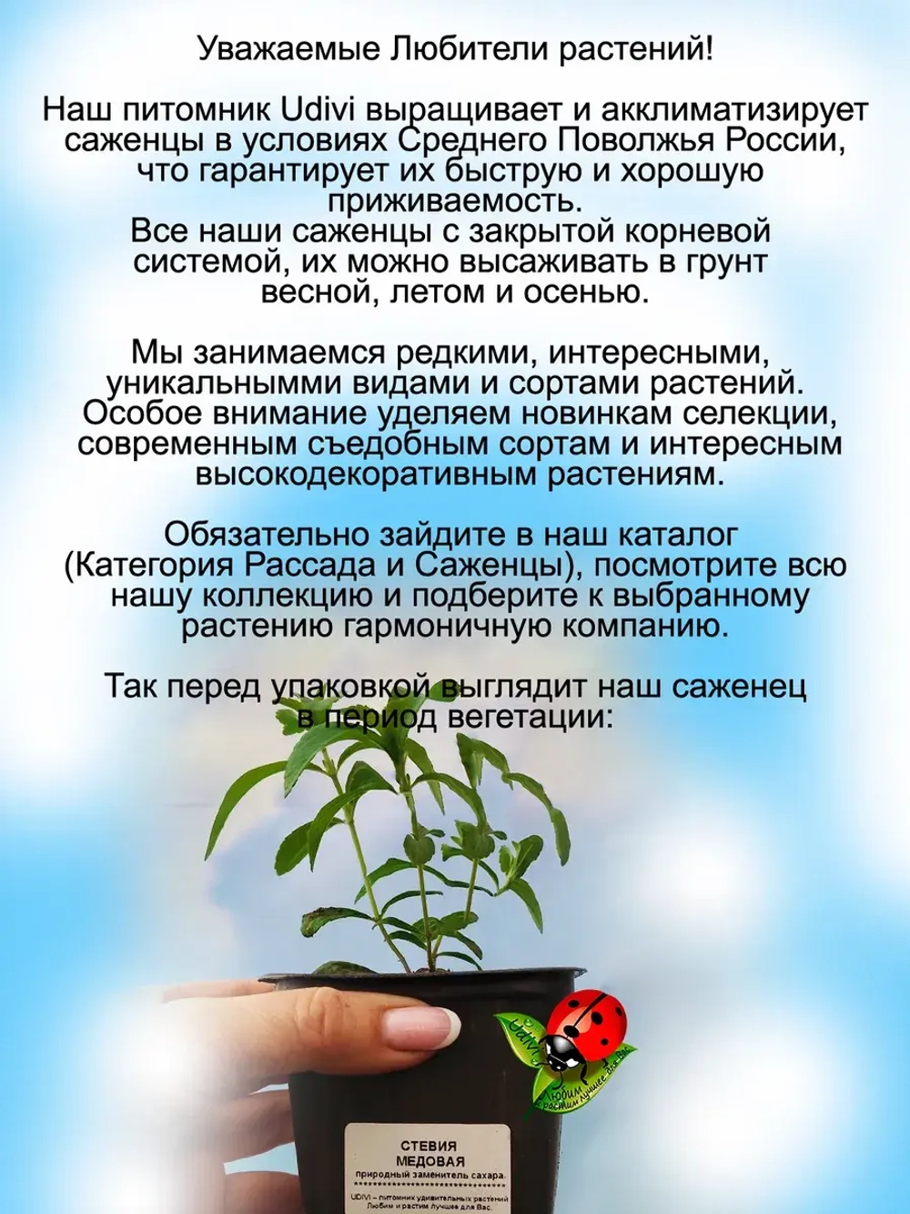 Стевия Медовая природный заменитель сахара