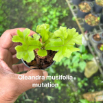 Папоротник OLEANDRA MUSIFOLIA MUT