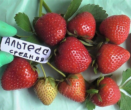 Клубника Альтесс ремонтантная