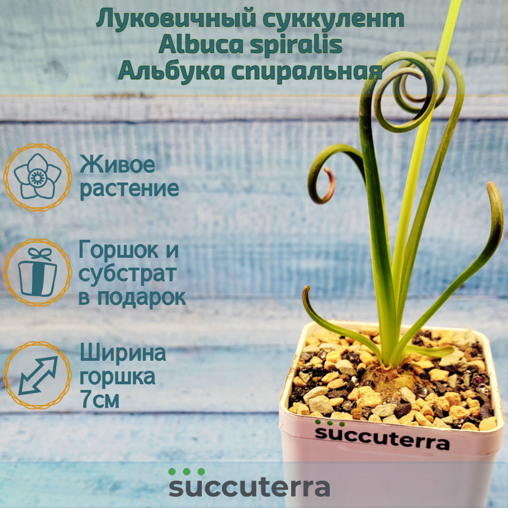 Albuca Spiralis (Альбука)