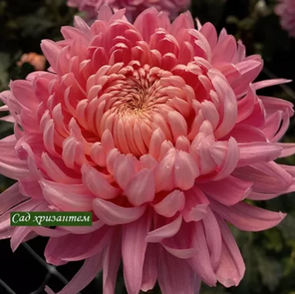 Хризантема мультифлора молфетта пинк. Хризантема яблоневый цвет. Хризантема allouise pink. Хризантема молфетта пинк. Хризантема гарден.