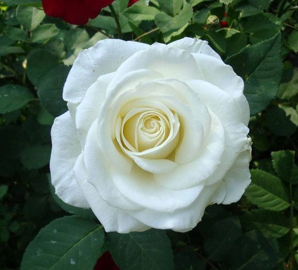 Роза чайно-гибридная Анетка