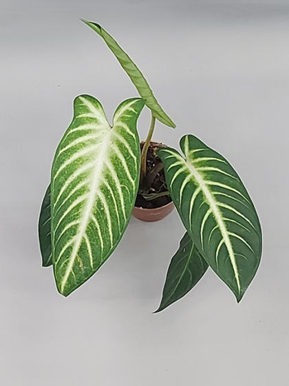 Ксантосома Линдена 9/20