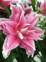 Лилия махровая Дистант Драм (восточный гибрид)