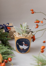 Суккулент в праздничном стаканчике
