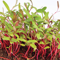 Семена для проращивания мангольда красного Гранат (Гавриш)