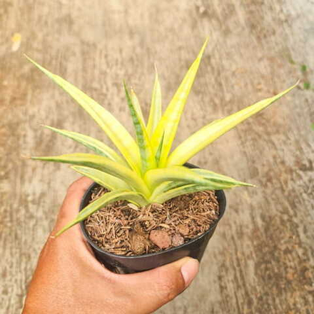 Сансевиерия GRACILIMA