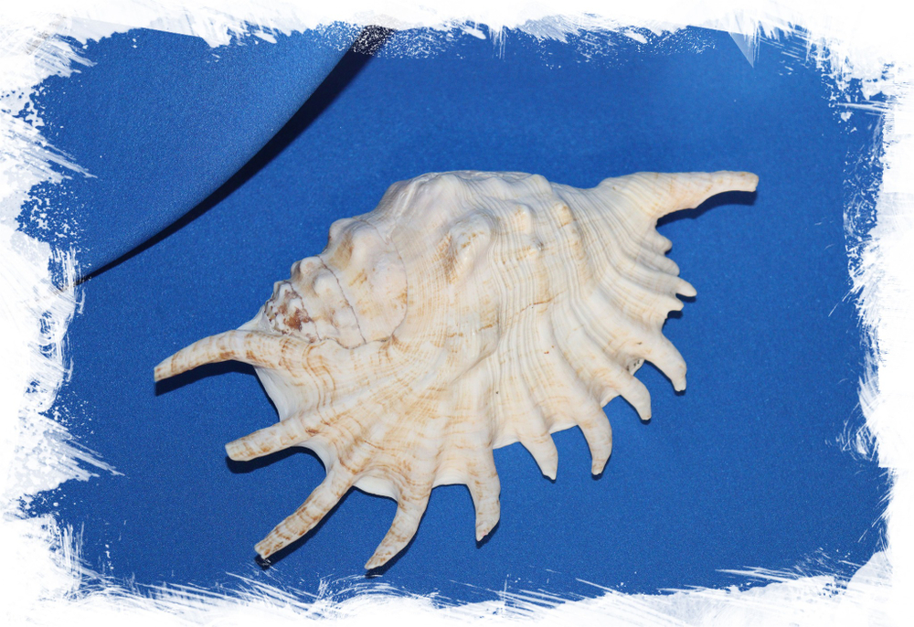 Коллекционная раковина Лямбис многоножка. Купить