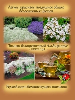 Тимьян Альбифлорус чабрец пряность многолетняя