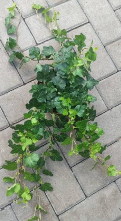 Хедера, диаметр 12 см