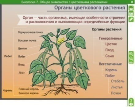 Электронные плакаты и тесты. Биология. Общее знакомство с цветковыми растениями