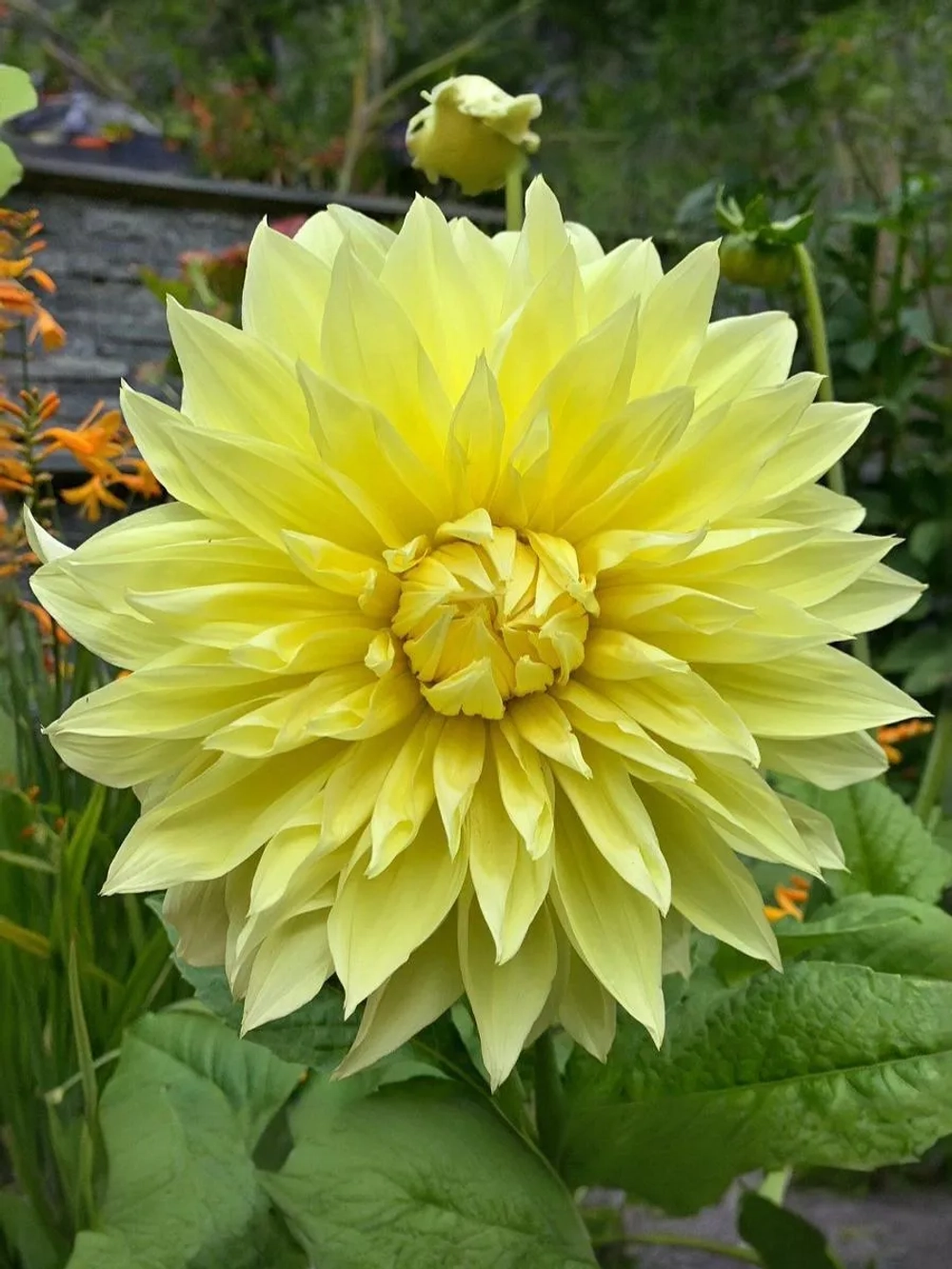 Георгин декоративный Кельвин Флудлайт