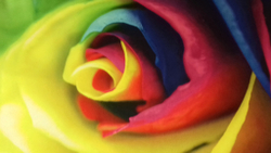 Микровелюр Xpoint (Икспоинт) 0049.01 Роза цветная купон