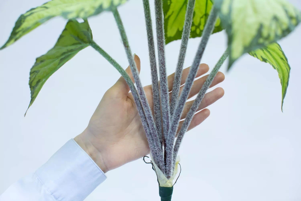 Бегония большая