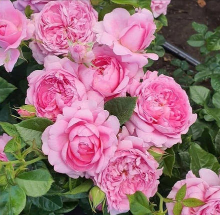 KISS ME KATE (Кис Ми Кейт)