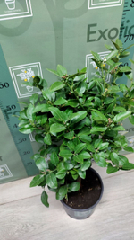 Цитрус Пурша