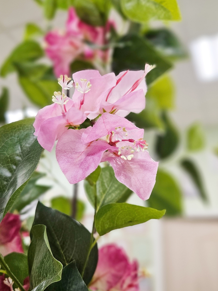 Бугенвиллия дерево 150см малиновая в кашпо