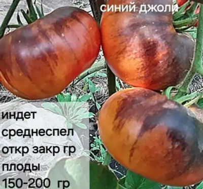 СИНИЙ ДЖОЛИ