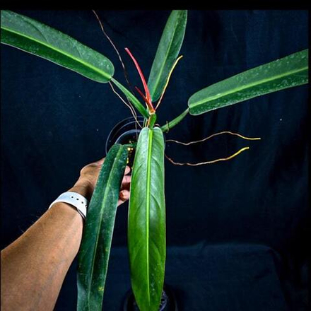 Филодендрон BICOLOR