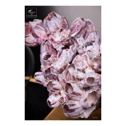 Композиция из ракушек 25х19 Objet de Curiosite Balanus purple shells