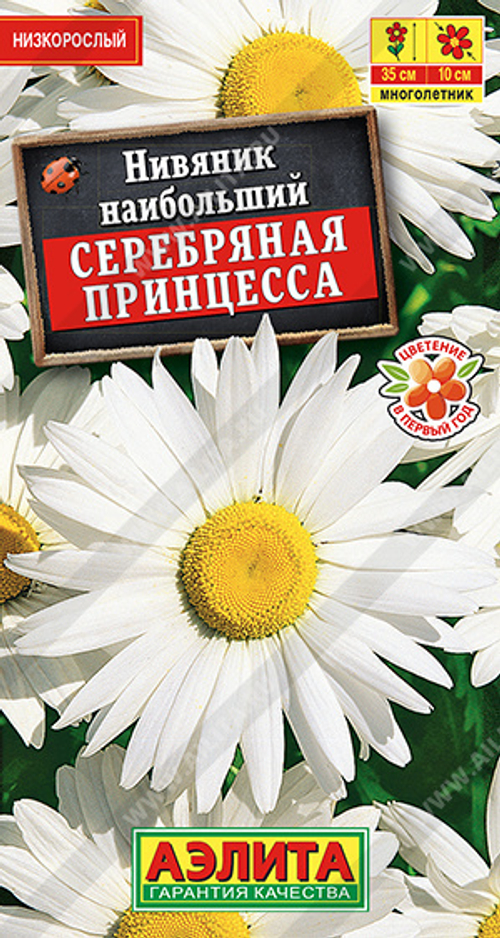 Нивяник наибольший Серебряная принцесса