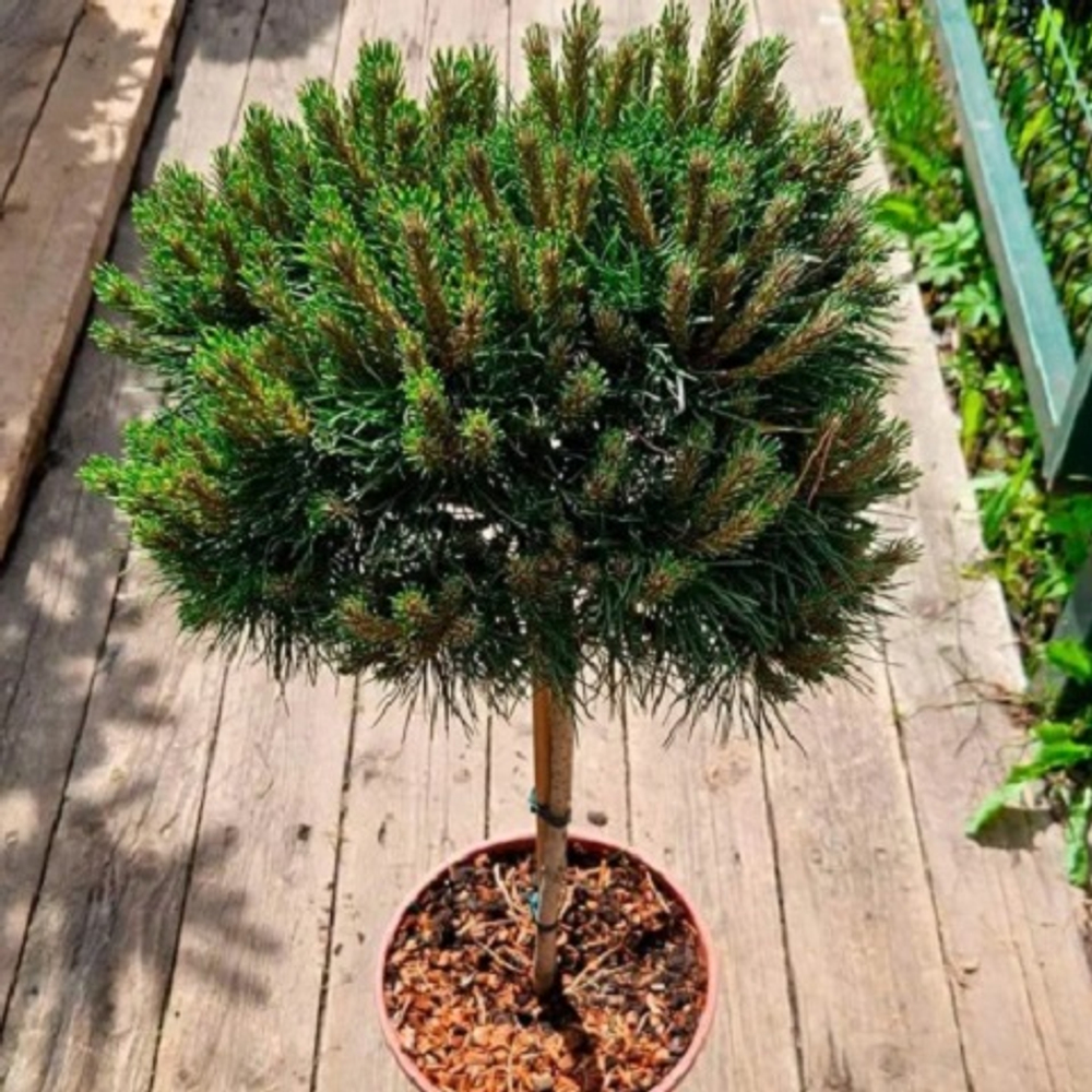 Сосна черная Мари Брегон на штамбе