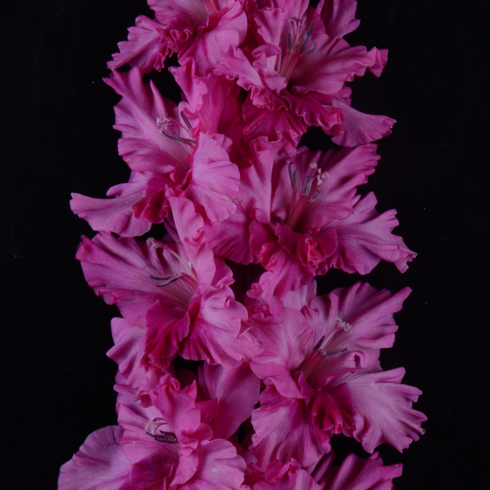 Гладиолус крупноцветковый Сиреневая Алея