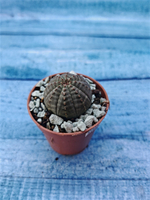 Суккулент Euphorbia Obesa (Эуфорбия)