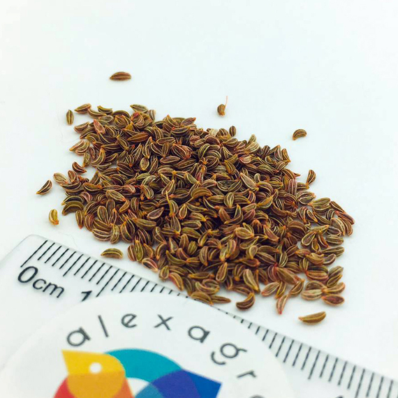 Итальянский гигант семена петрушки (Enza Zaden / ALEXAGRO) семена – фото 9