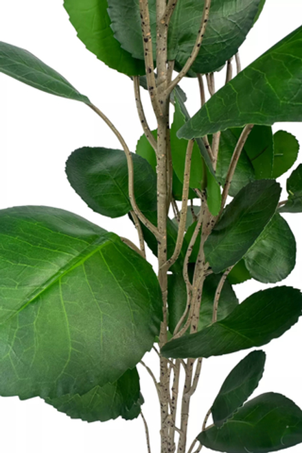 Аралия Фабиан 110см