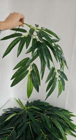 Бамбук крупный / Арт 1023