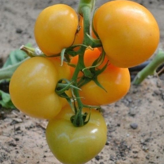 БИГОРАНЖ F1 семена томата Takii отзывы – фото 7