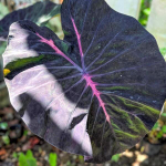 Колоказия FIRST LOVE