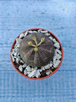 Суккулент Euphorbia Obesa (Эуфорбия)