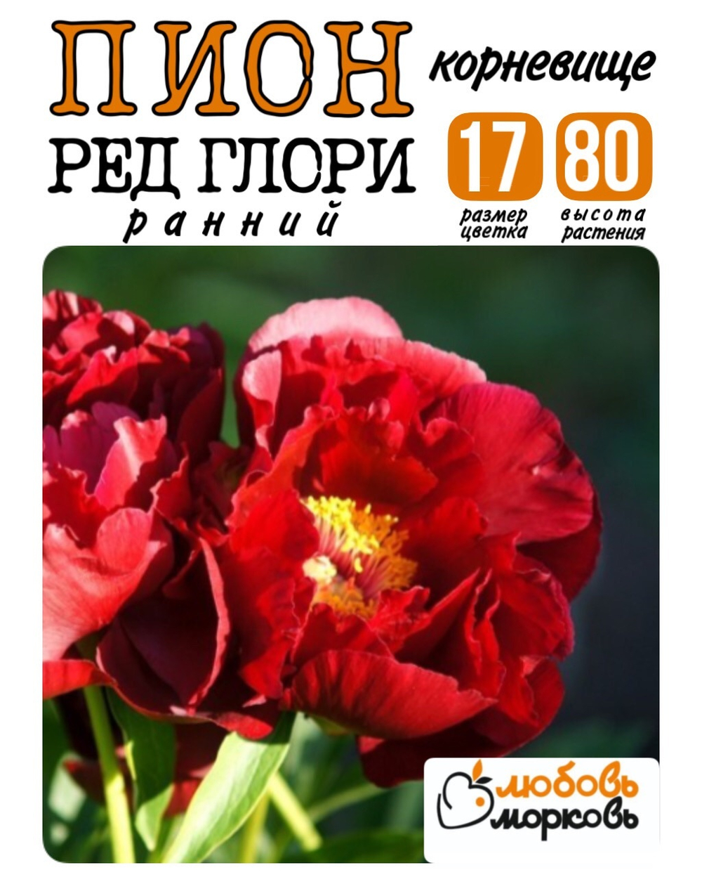 Пион Корневище, Ред Глори, 1-3почки, 1шт (Любовь Морковь)