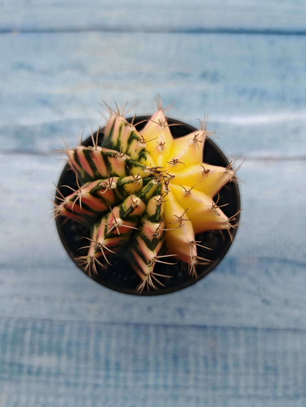 Gymnocalycium Variegata (Гимнокалициум Вариегатный)