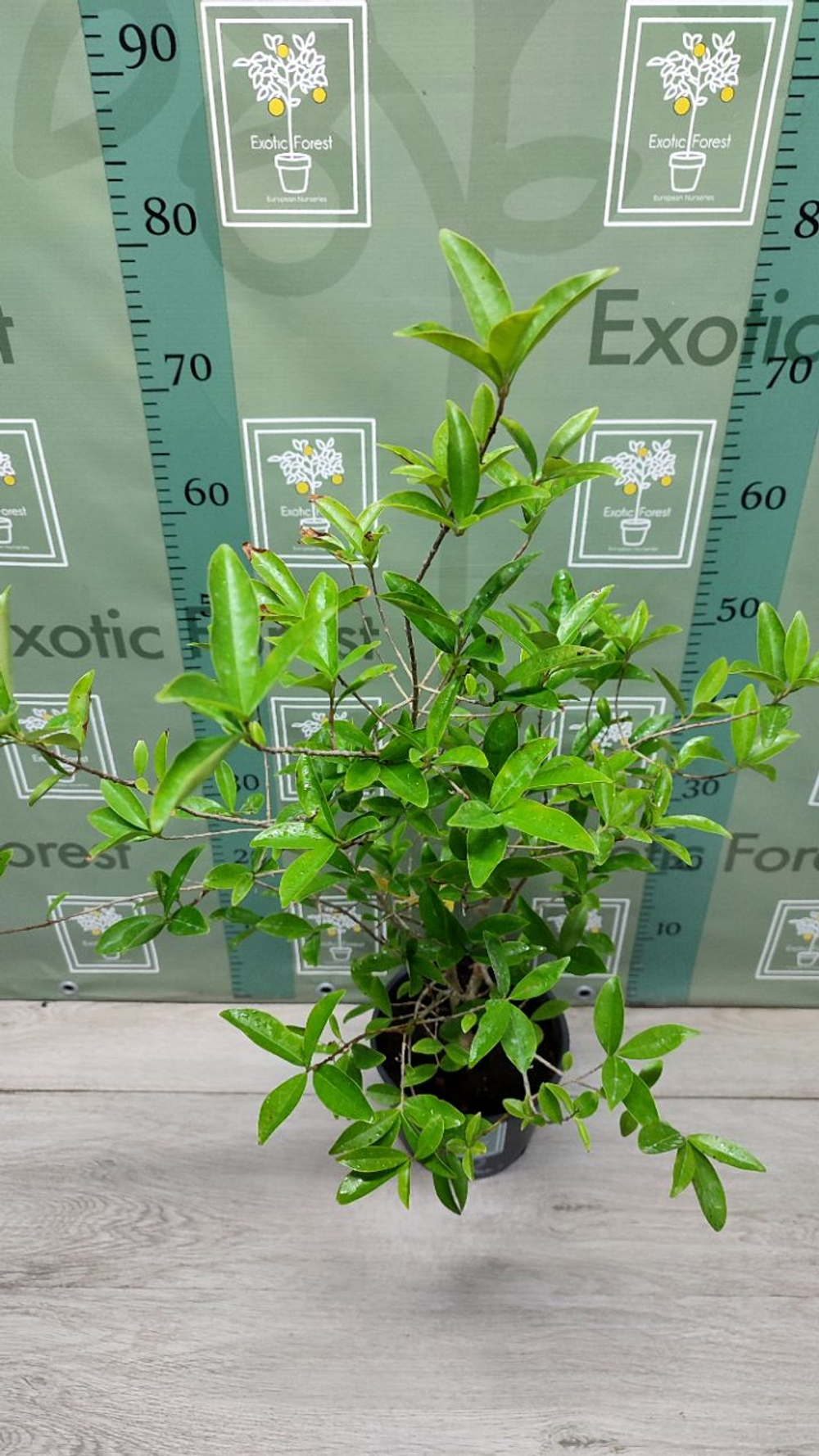 Eugenia Аggregata