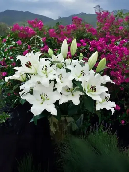 Лилия Петакас (ОТ-гибрид)