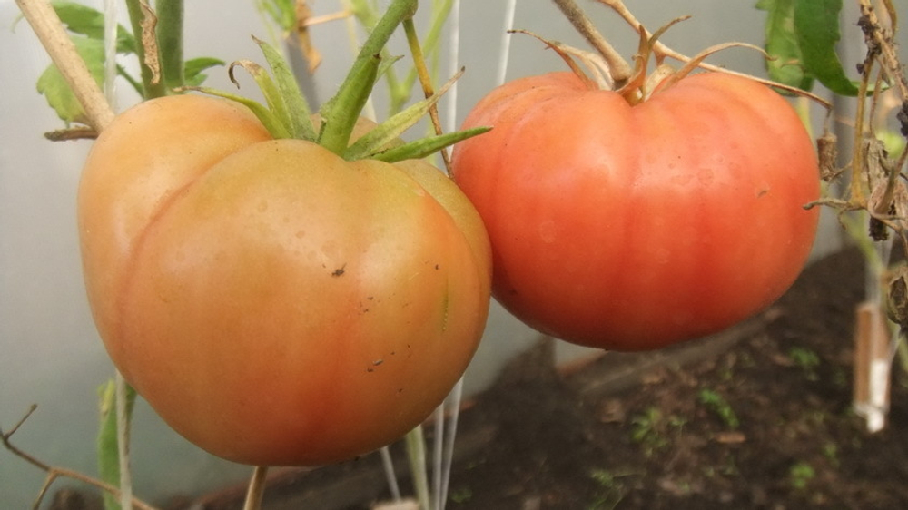 Сладкий бифштекс / SWEETIE Beefsteak