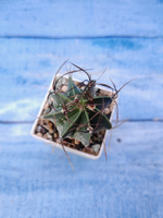 Astrophytum Capricorne (Астрофитум)