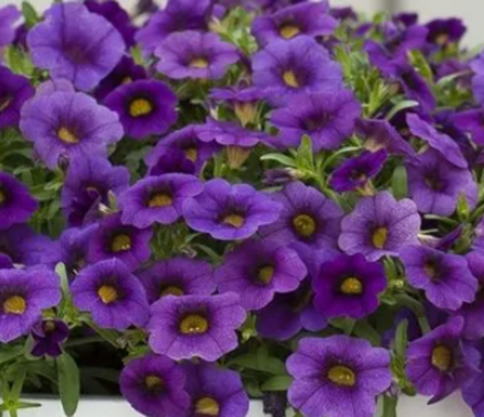 ЕВРО Калибрахоа Calipetite Blue укореннный черенок ОКС конец декабря