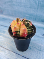 Gymnocalycium Variegata (Гимнокалициум Вариегатный)