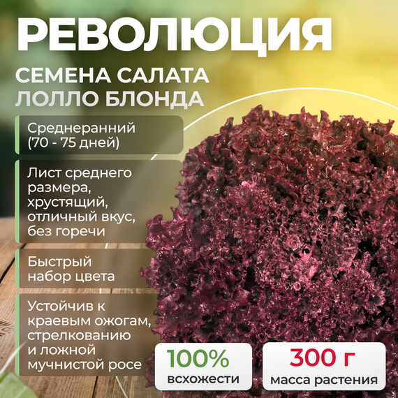 РЕВОЛЮЦИЯ семена салата лолло росса (Nunhems) культура