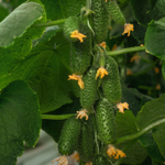 Смарт F1 семена огурца партенокарпического (Гавриш)