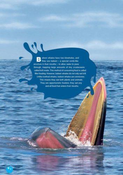 The Killer Whale (Discover Our Amazing World) Reader. Комплект (книга + мультиром)