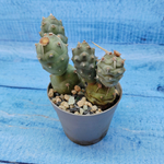Tephrocactus Articulatus (Тефрокактус)