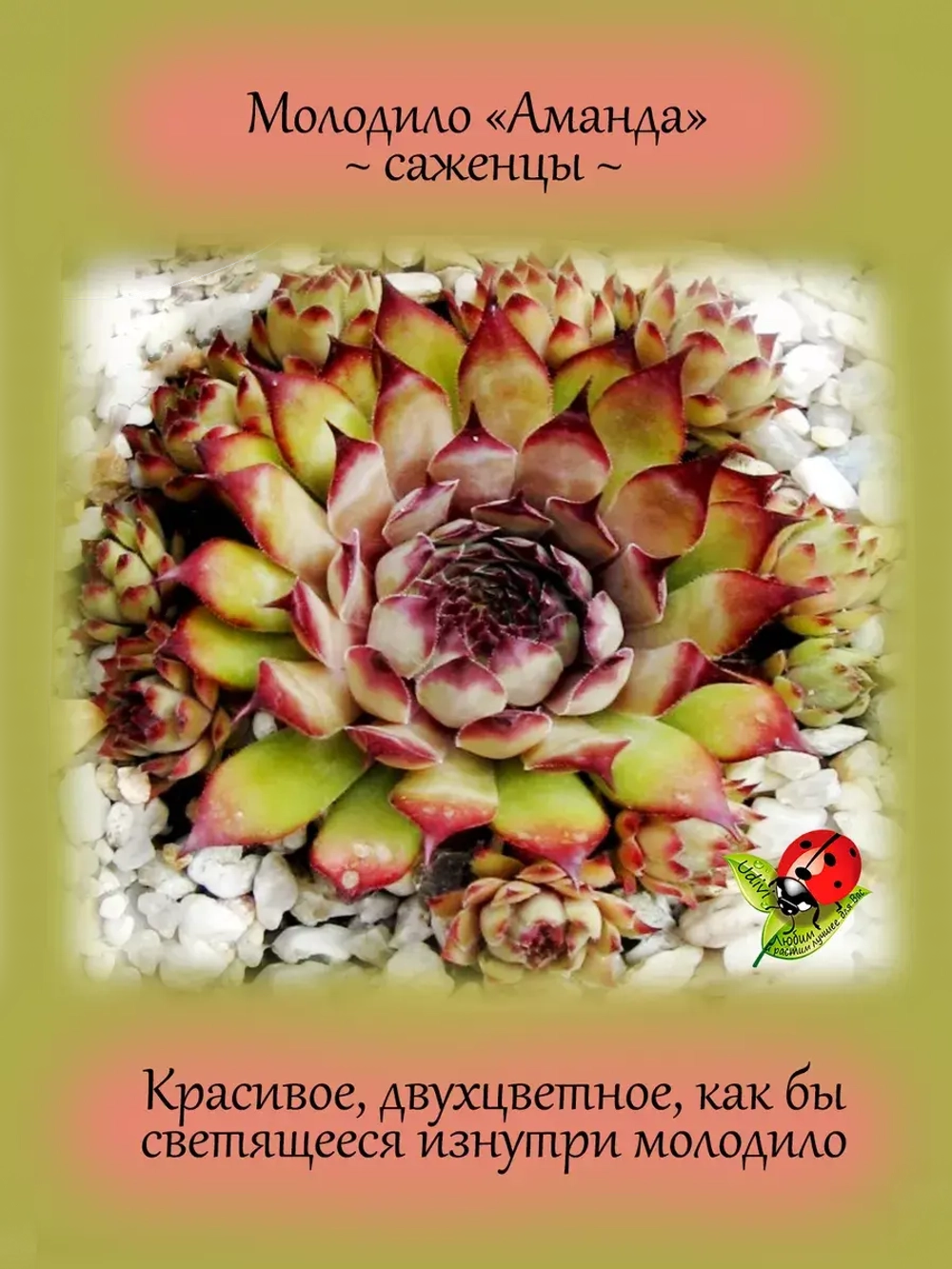 Молодило Аманда двухцветное каменная роза