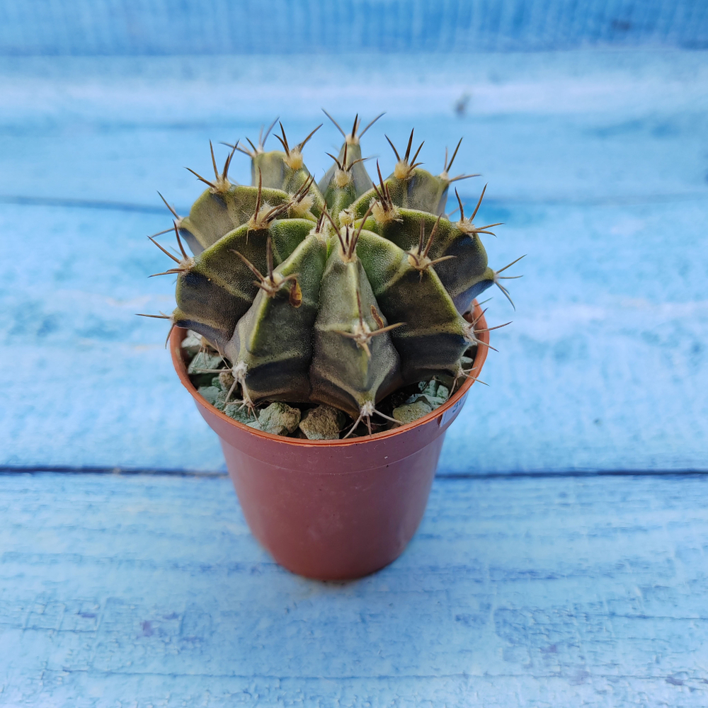 Gymnocalycium Friedrichii (Гимнокалициум)