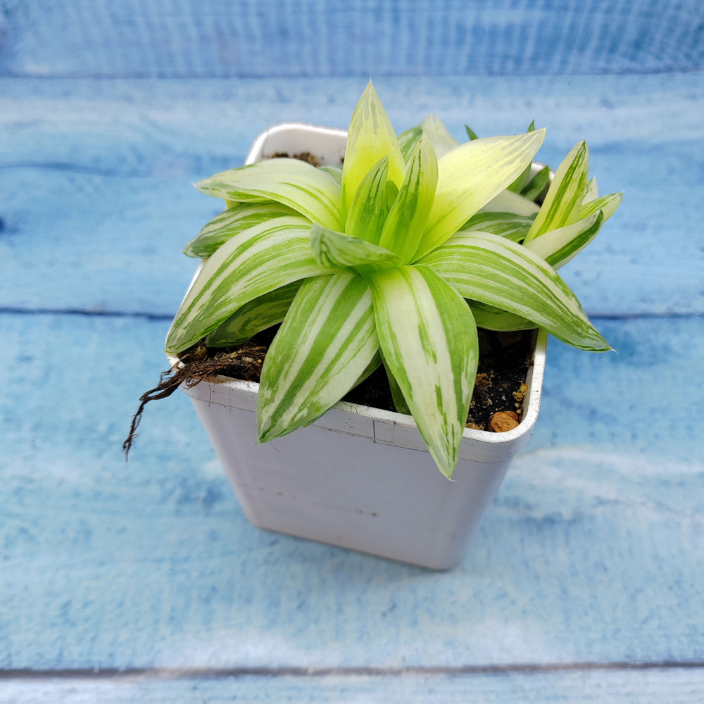 Haworthia Cymbiformis Variagate(Хавортия)